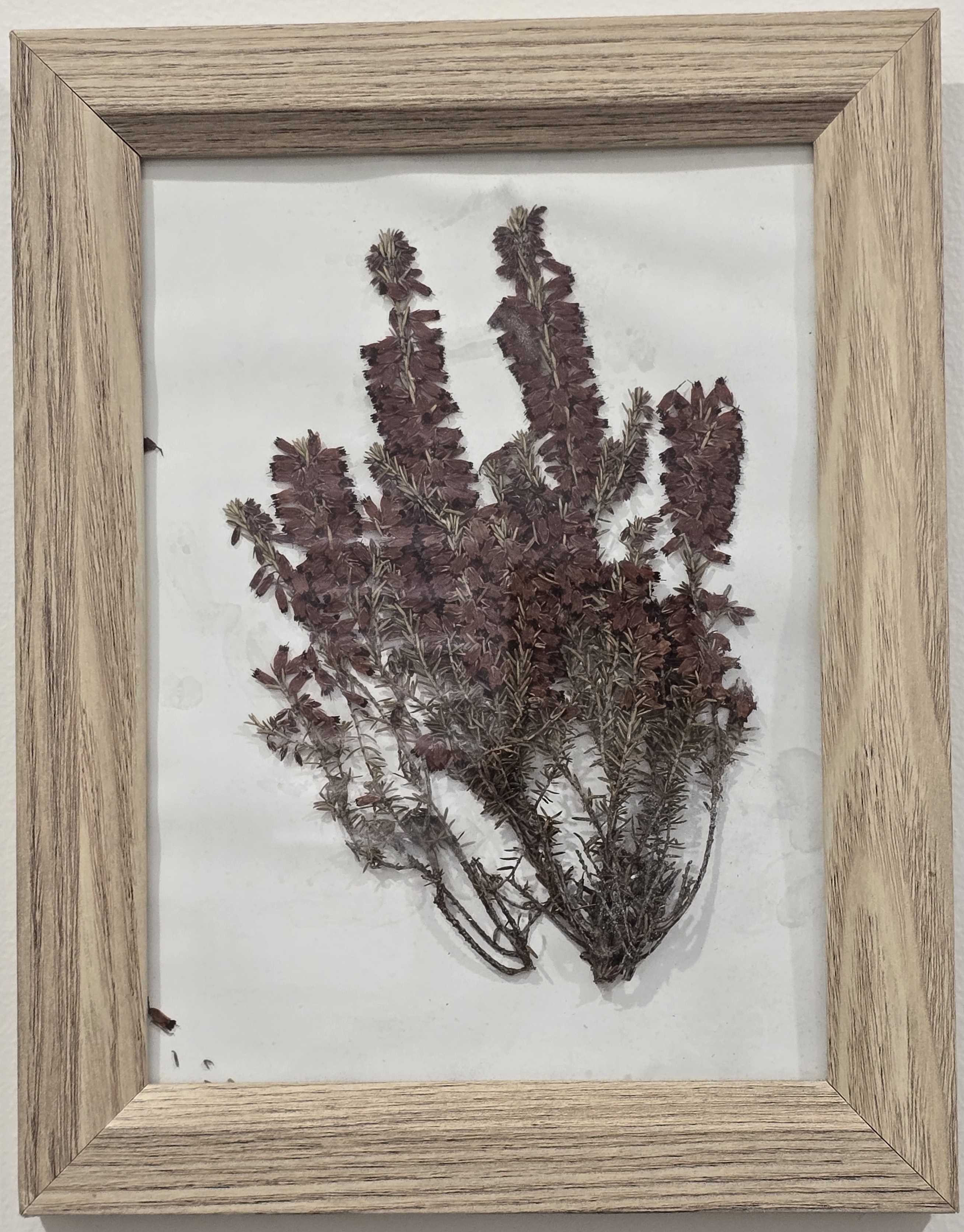 A Little Bloom pressed hibiscus frame